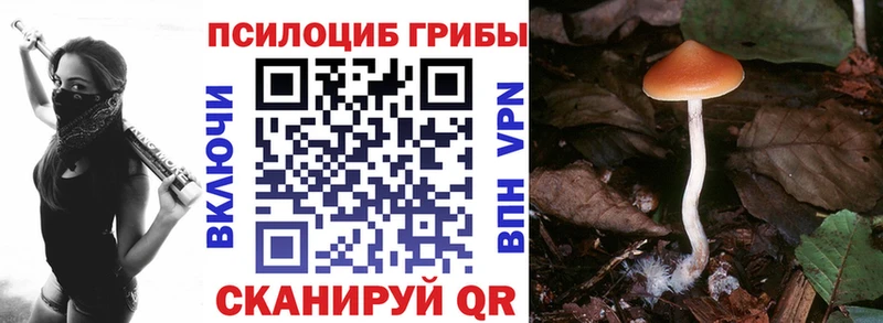 цены   Киселёвск  Псилоцибиновые грибы GOLDEN TEACHER 